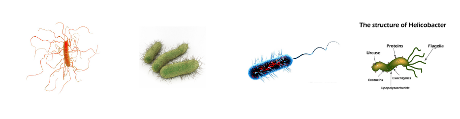 微生物介? /><br />
</span> 
</p>
<p>
	<span style=